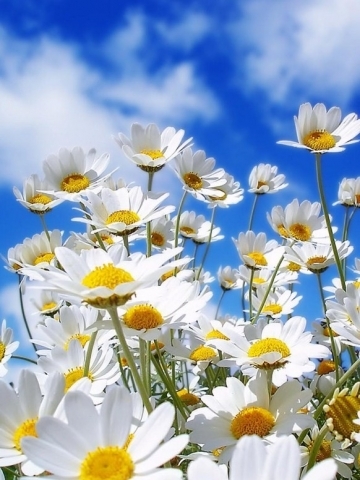 White Daisies